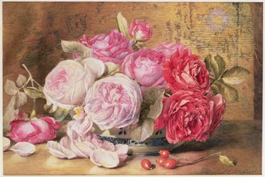 Rosa och röda rosor i en skål